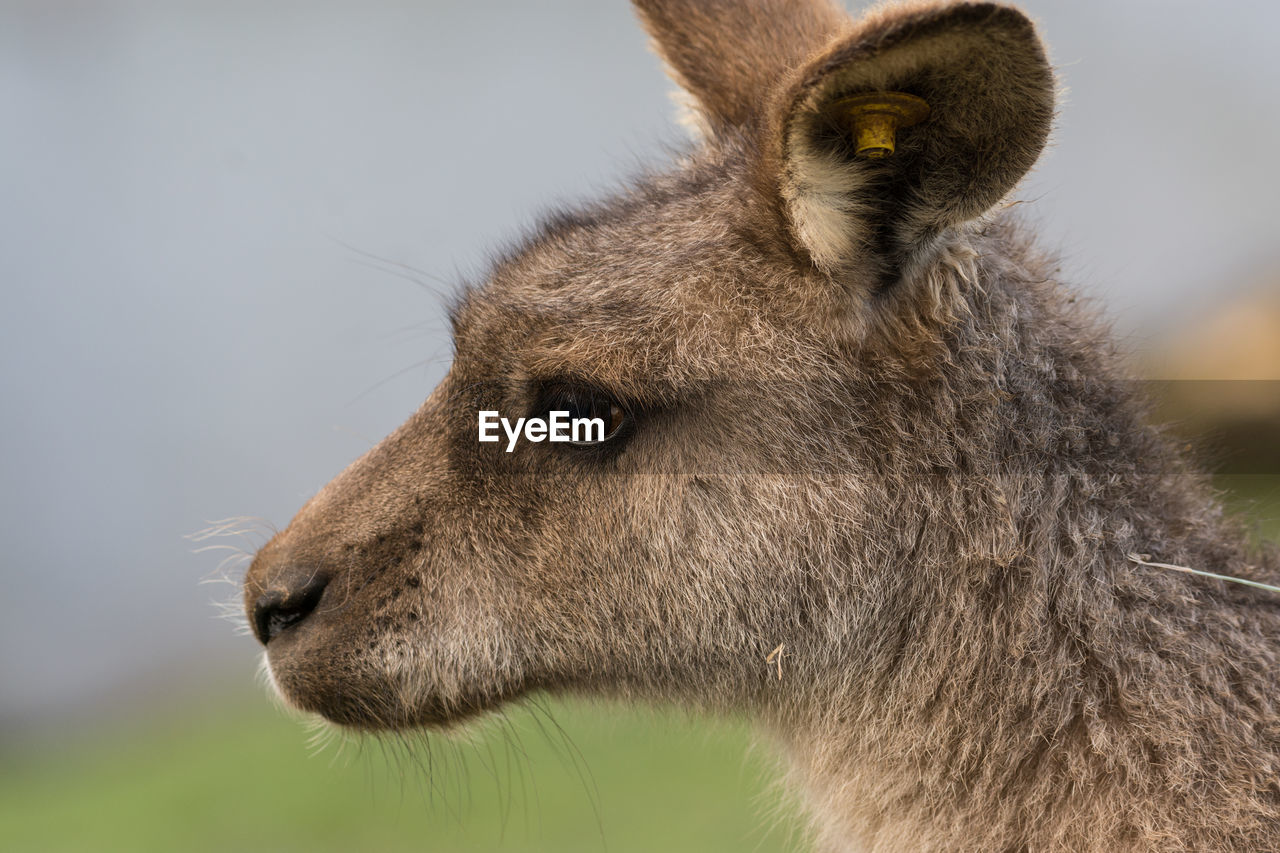 Close-up of animal looking away
