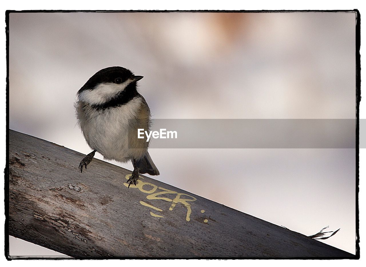 BIRD PERCHING ON WOOD AGAINST SKY