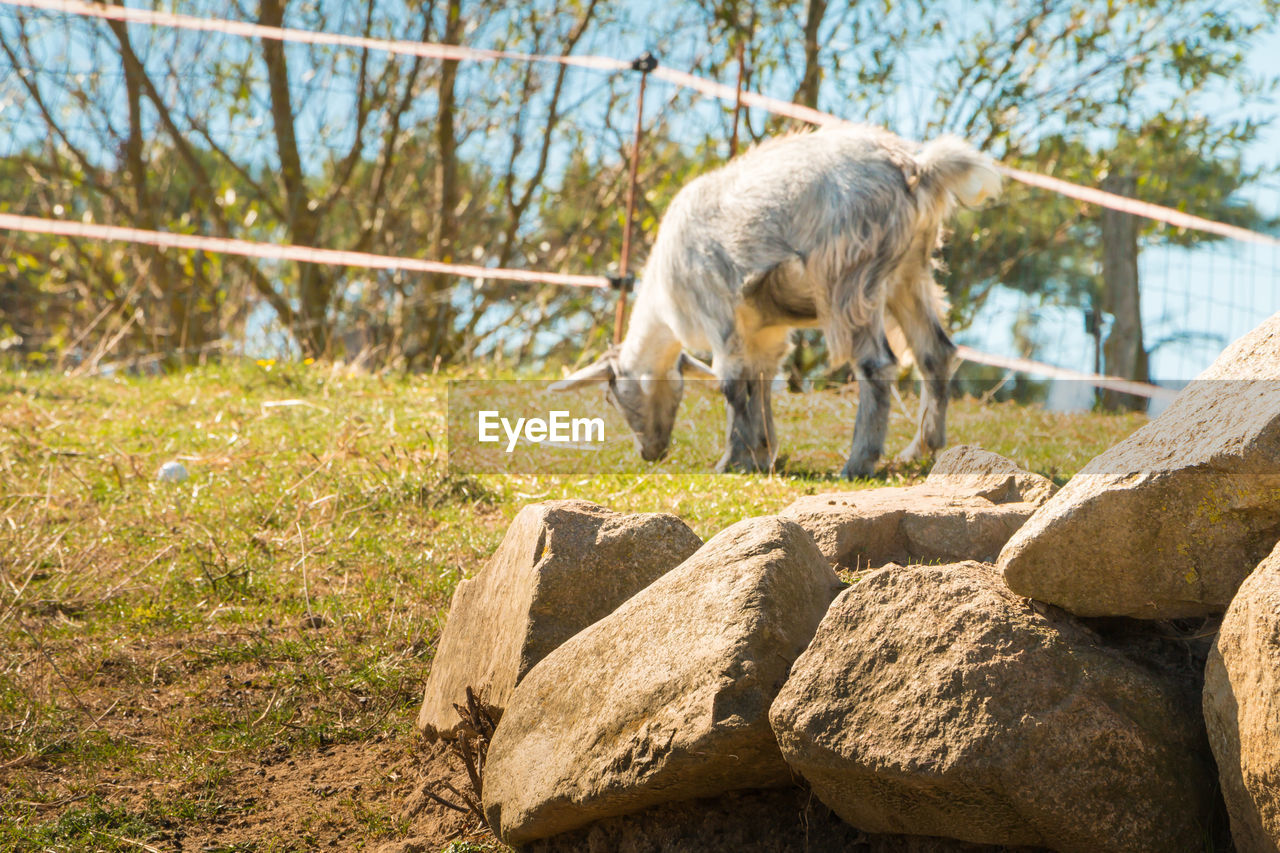 SHEEP STANDING IN A ROCK