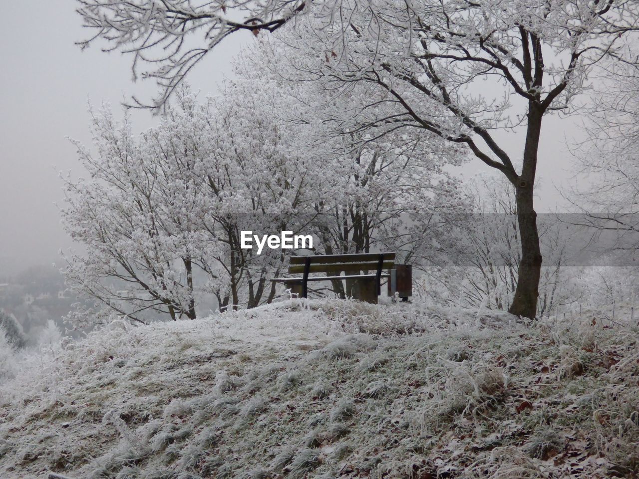 TREES ON SNOW COVERED LANDSCAPE