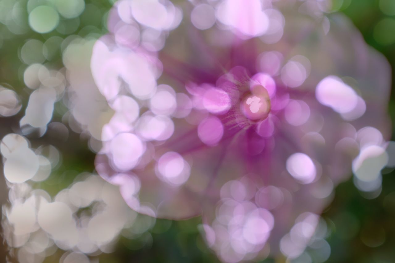 CLOSE-UP OF DEFOCUSED IMAGE OF FLOWERS