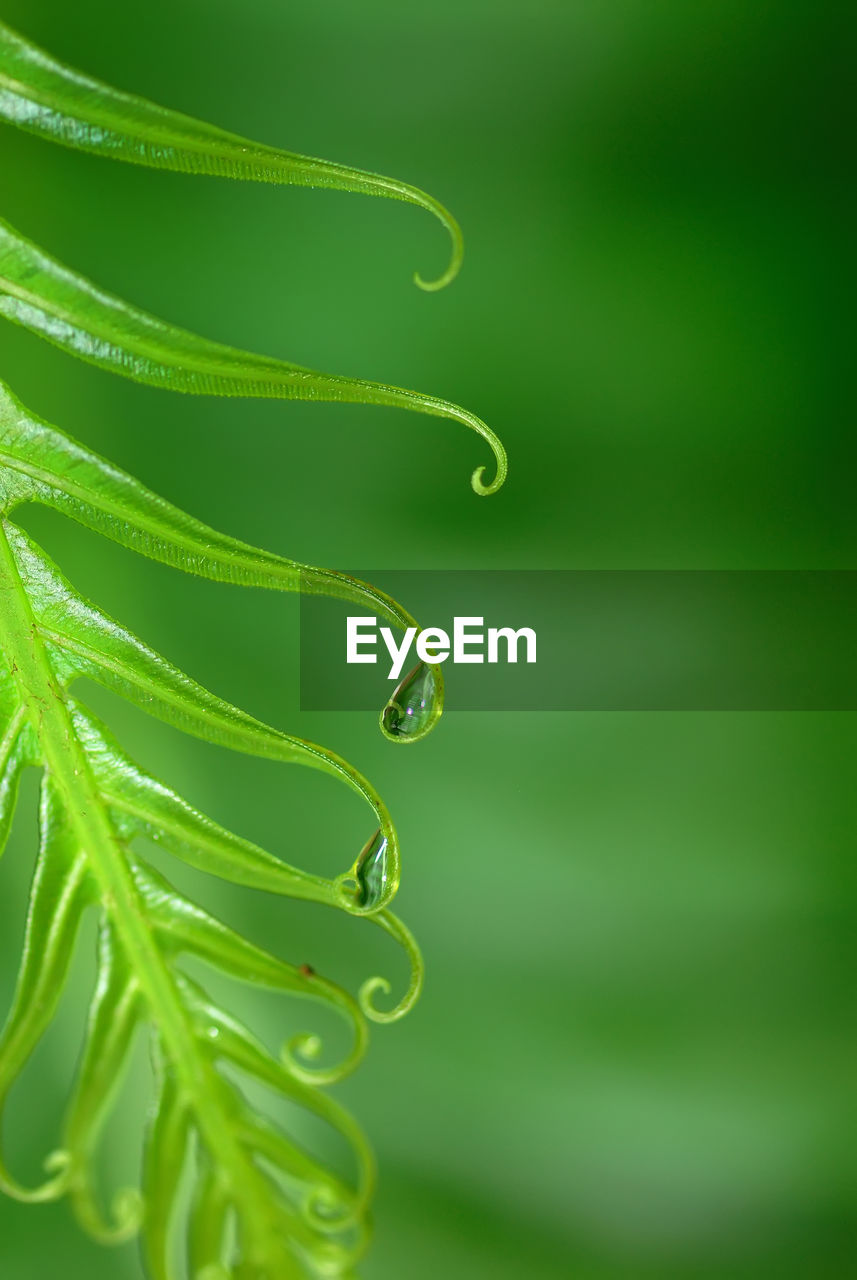 Close-up of raindrops on green leaf