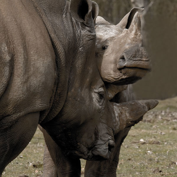 CLOSE-UP OF GOAT IN MOUTH