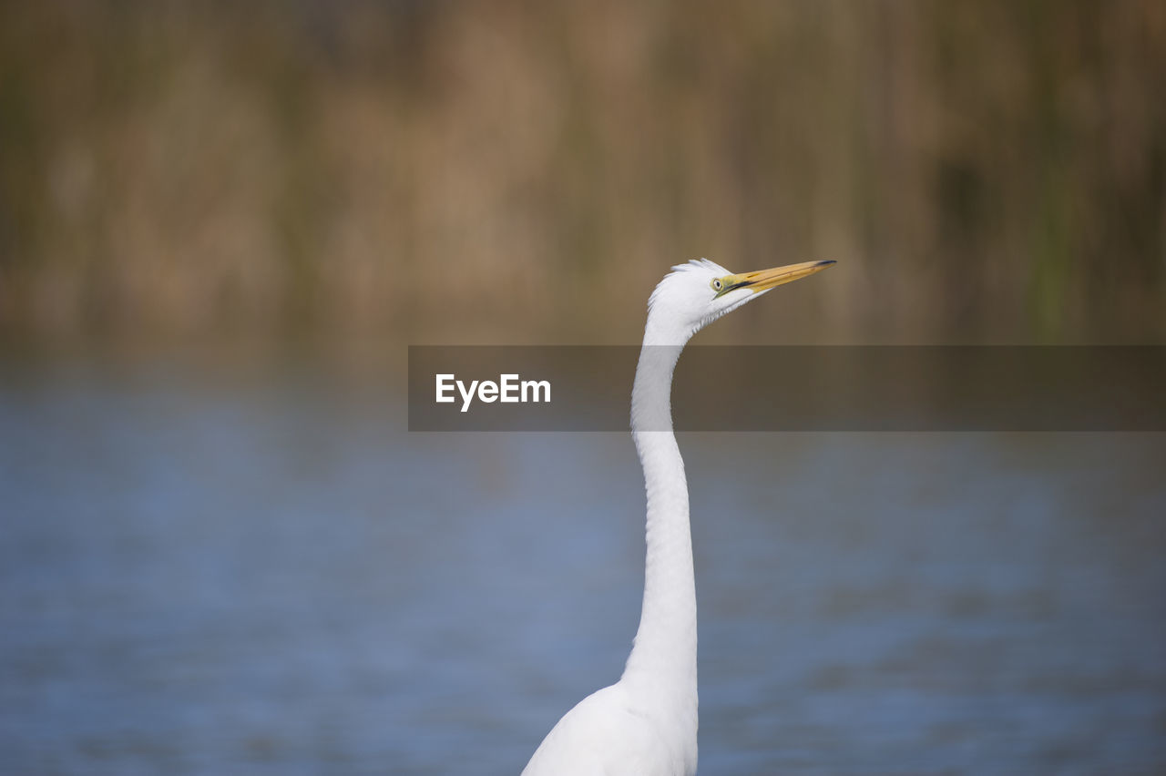 Great egret by lake