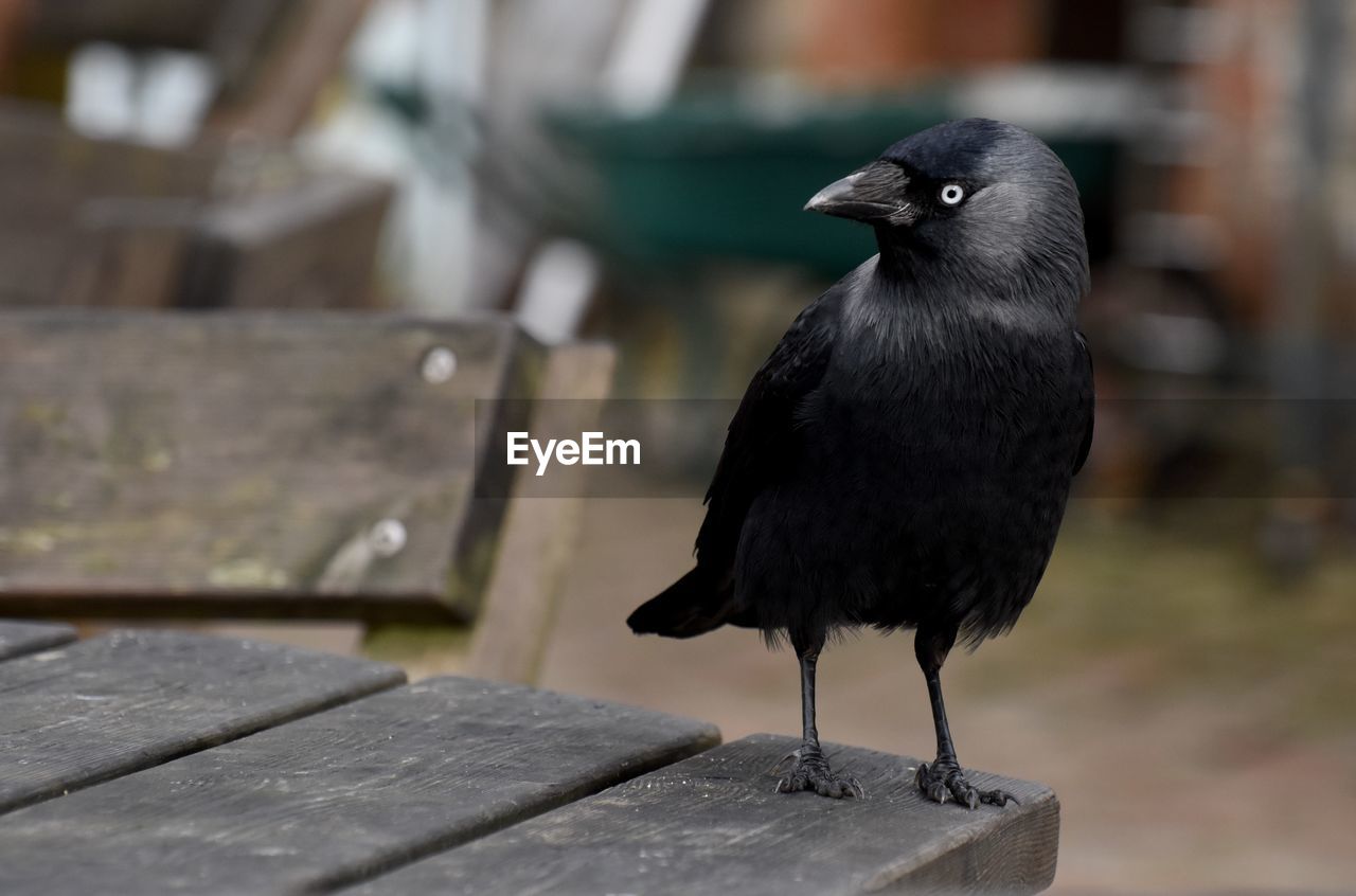 Close-up of jackdaw bird perching on wood