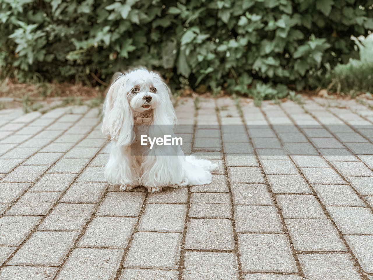 Portrait of dog sitting on footpath