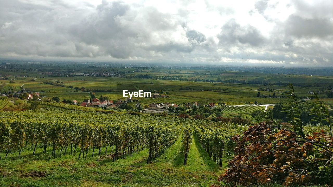 AGRICULTURAL FIELD AGAINST SKY