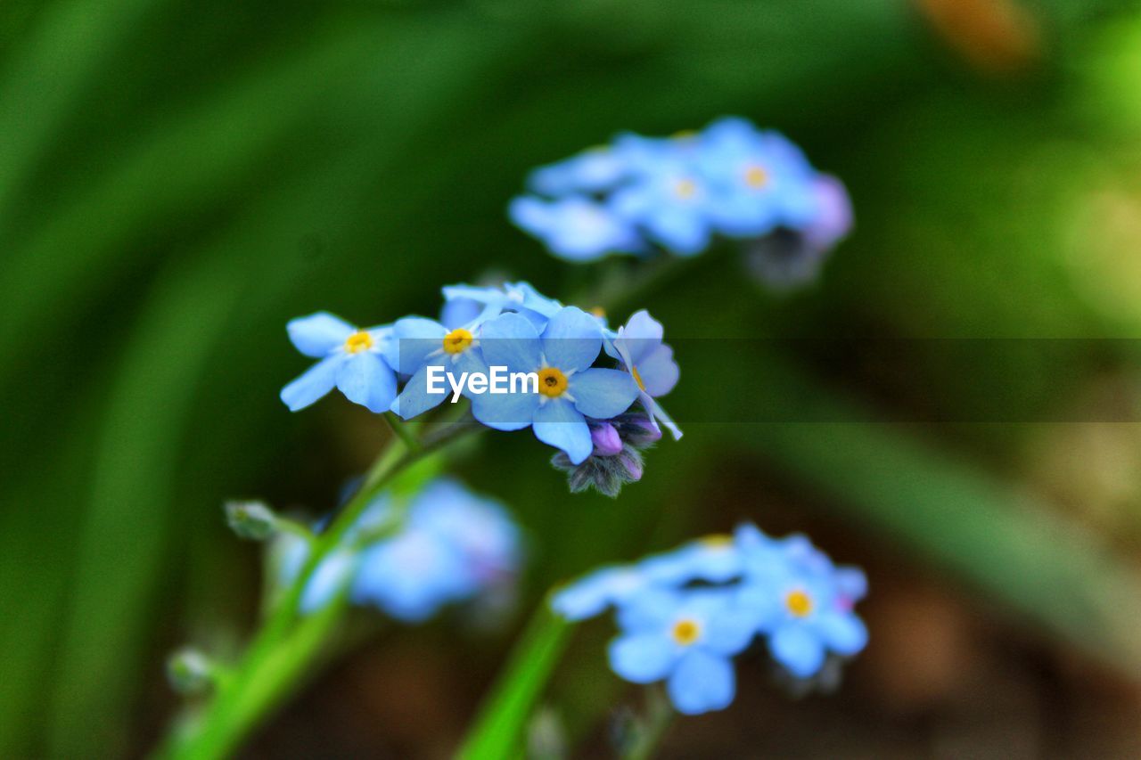 flower, flowering plant, forget-me-not, plant, beauty in nature, freshness, close-up, nature, macro photography, fragility, blue, flower head, petal, growth, inflorescence, no people, botany, green, outdoors, wildflower, selective focus, focus on foreground, purple, day, summer, springtime, blossom, animal wildlife, multi colored, plant part, white