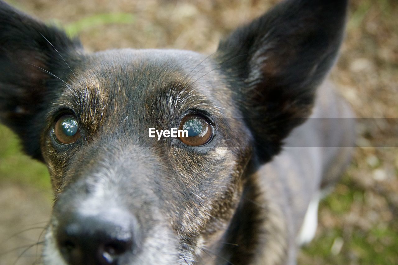 Close up brown dog