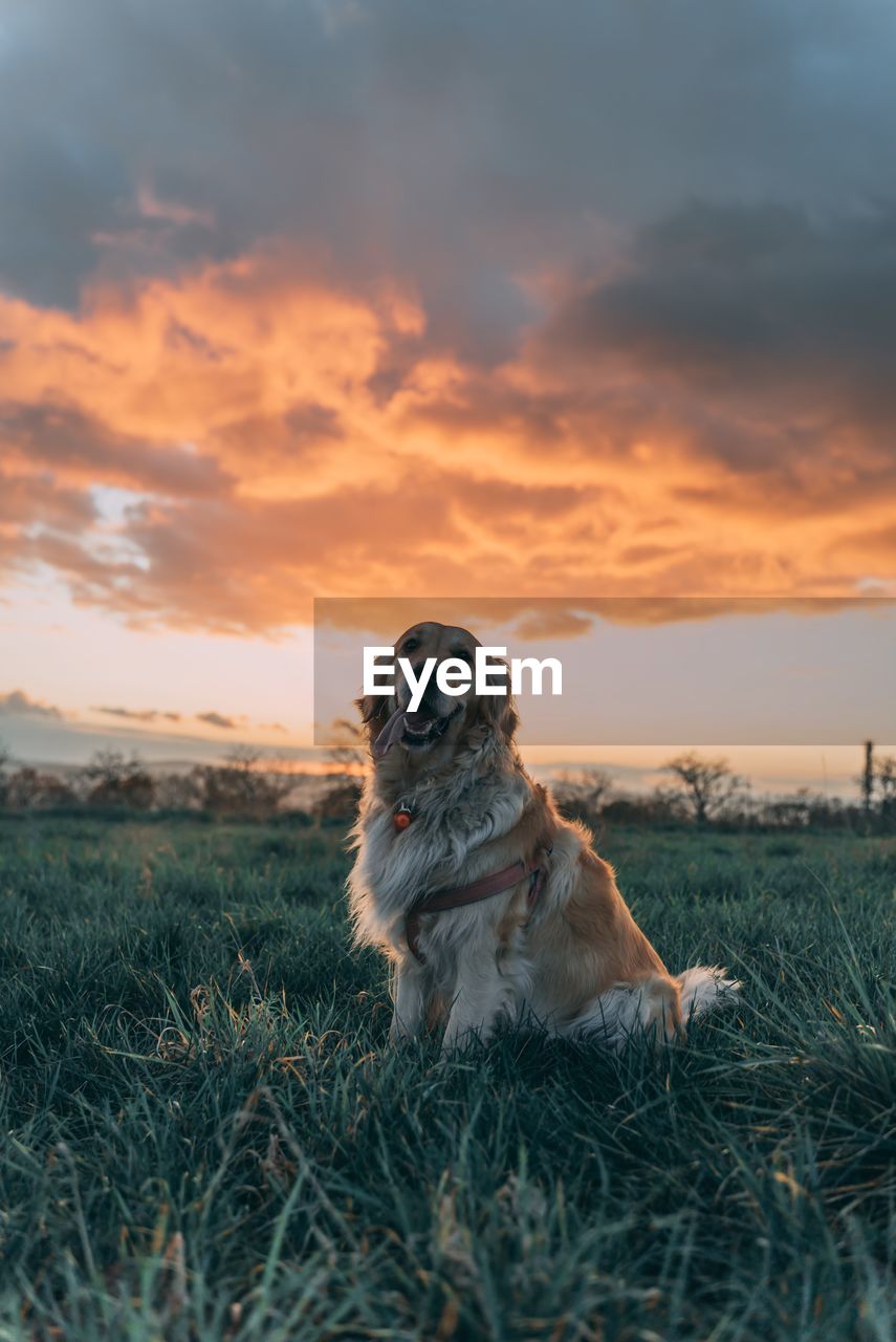 Cute dog on field during sunset