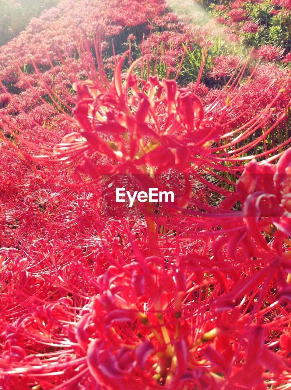 FULL FRAME OF RED FLOWERING PLANT