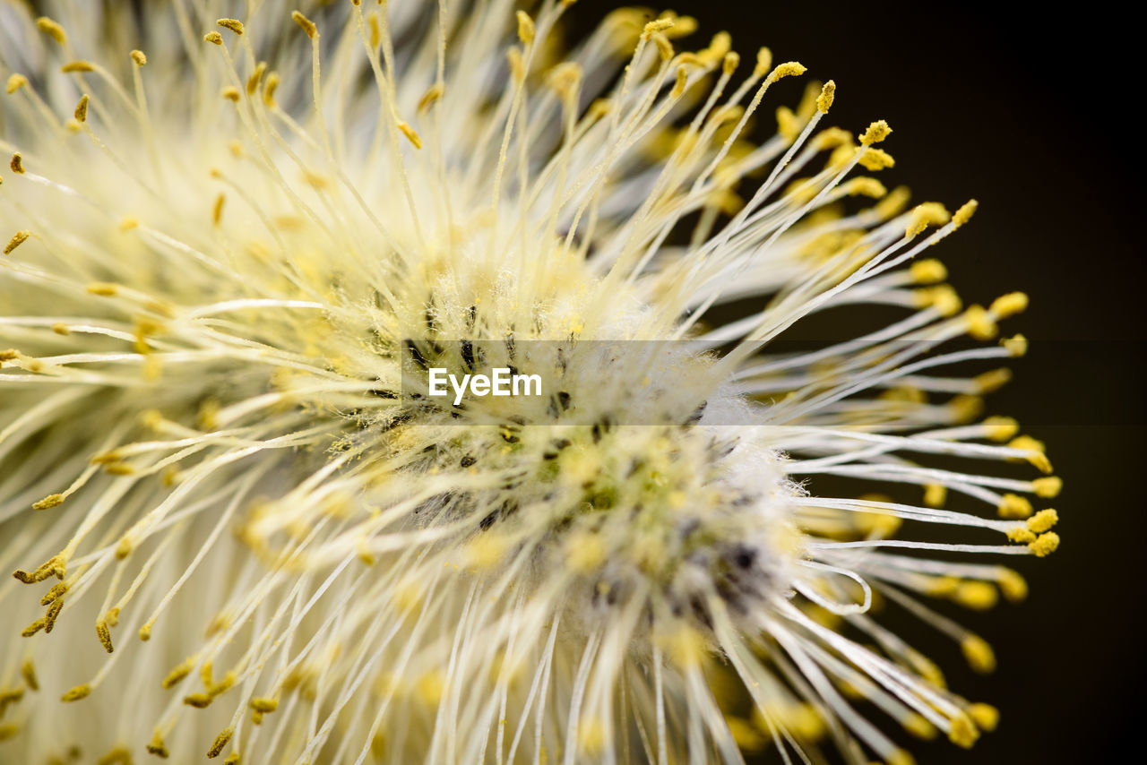 CLOSE-UP OF DANDELION AGAINST WHITE WALL