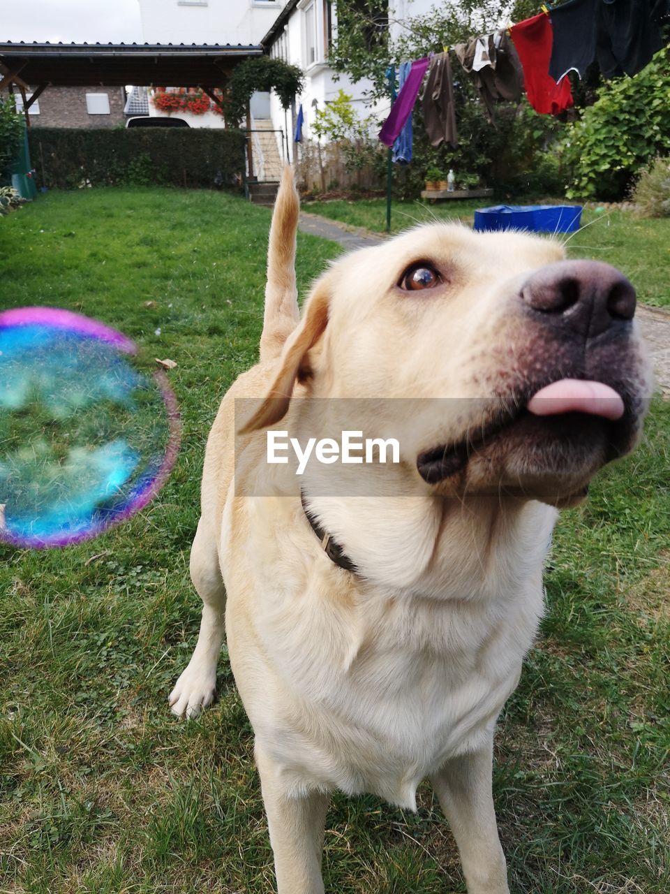 DOG LOOKING AWAY WHILE STANDING ON GRASS