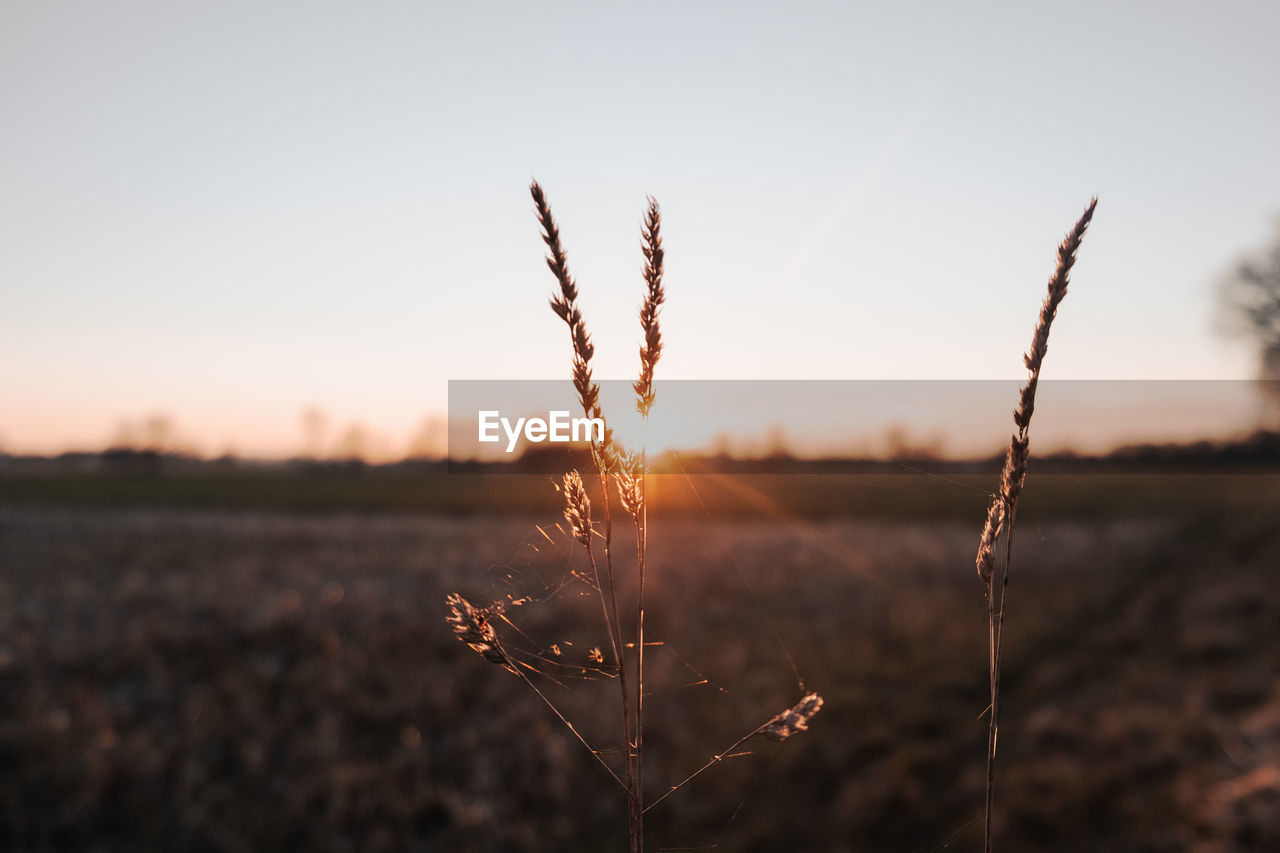 Field sunset 