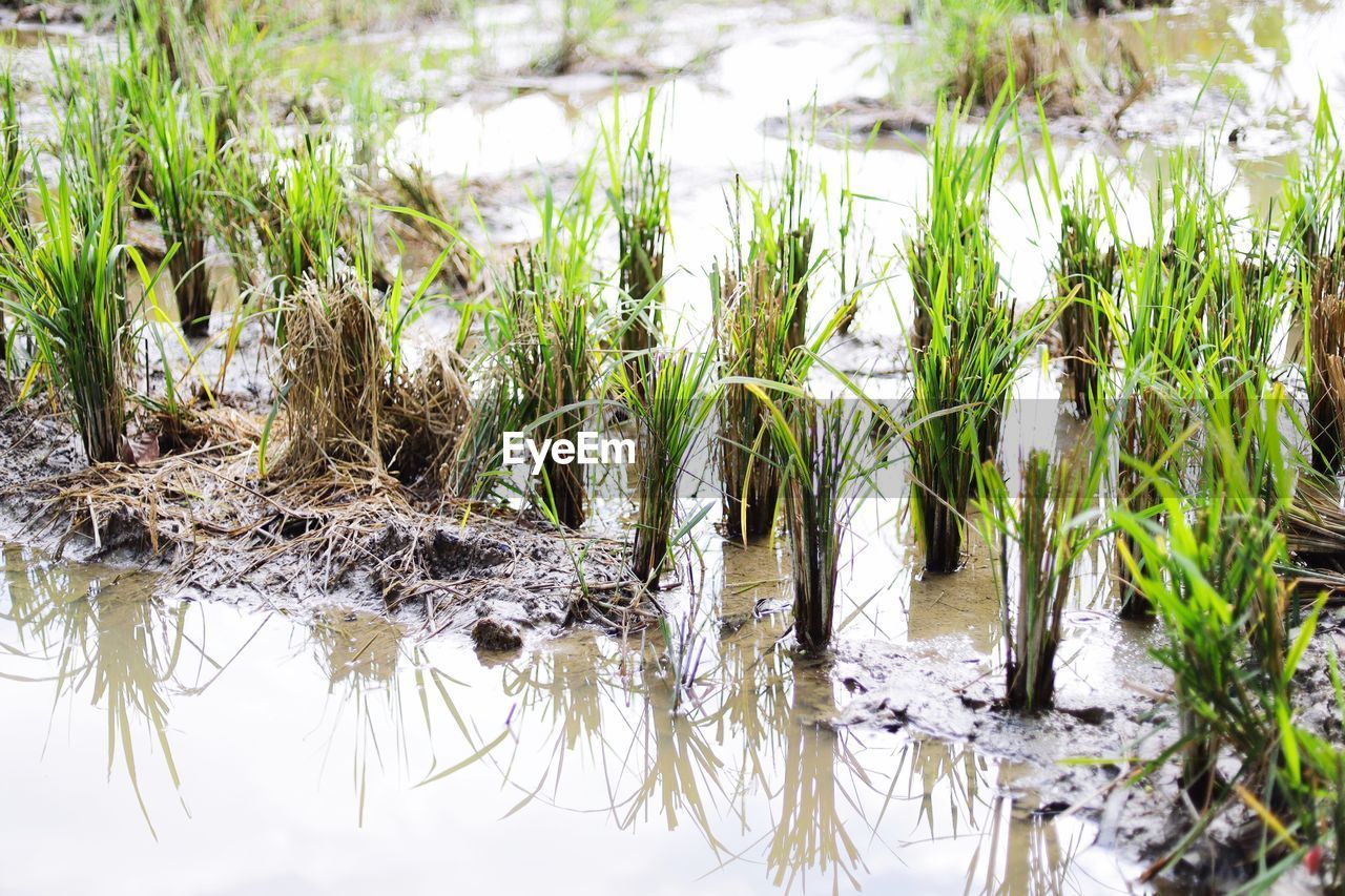 CLOSE-UP OF PLANTS ON LAKESHORE