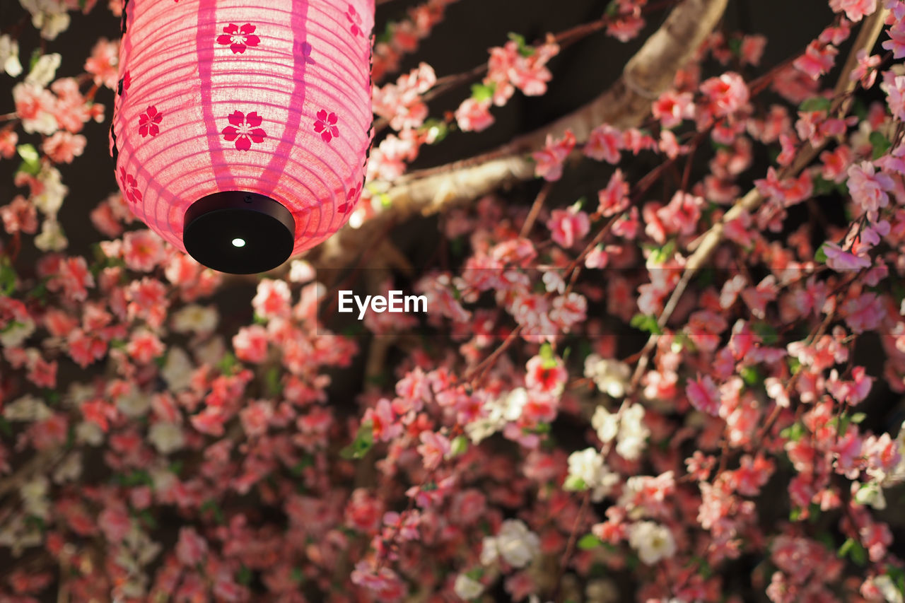Japanese decoration with a pink lantern and sakura flowers background