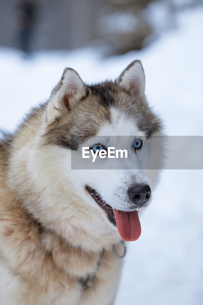 Husky dog on the street on a clear winter day