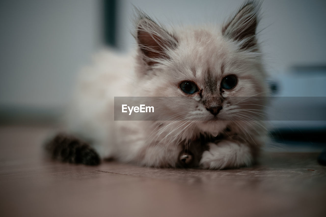 CLOSE-UP PORTRAIT OF A CAT