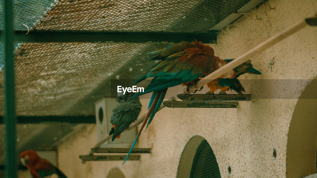 LOW ANGLE VIEW OF PARROT IN CAGE