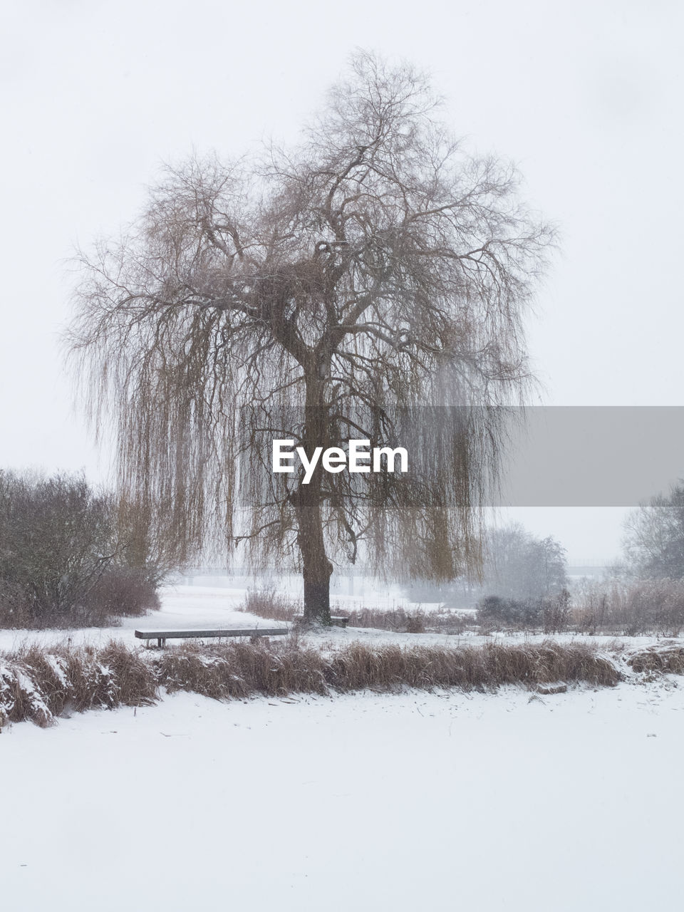 TREES ON SNOW COVERED LANDSCAPE AGAINST CLEAR SKY