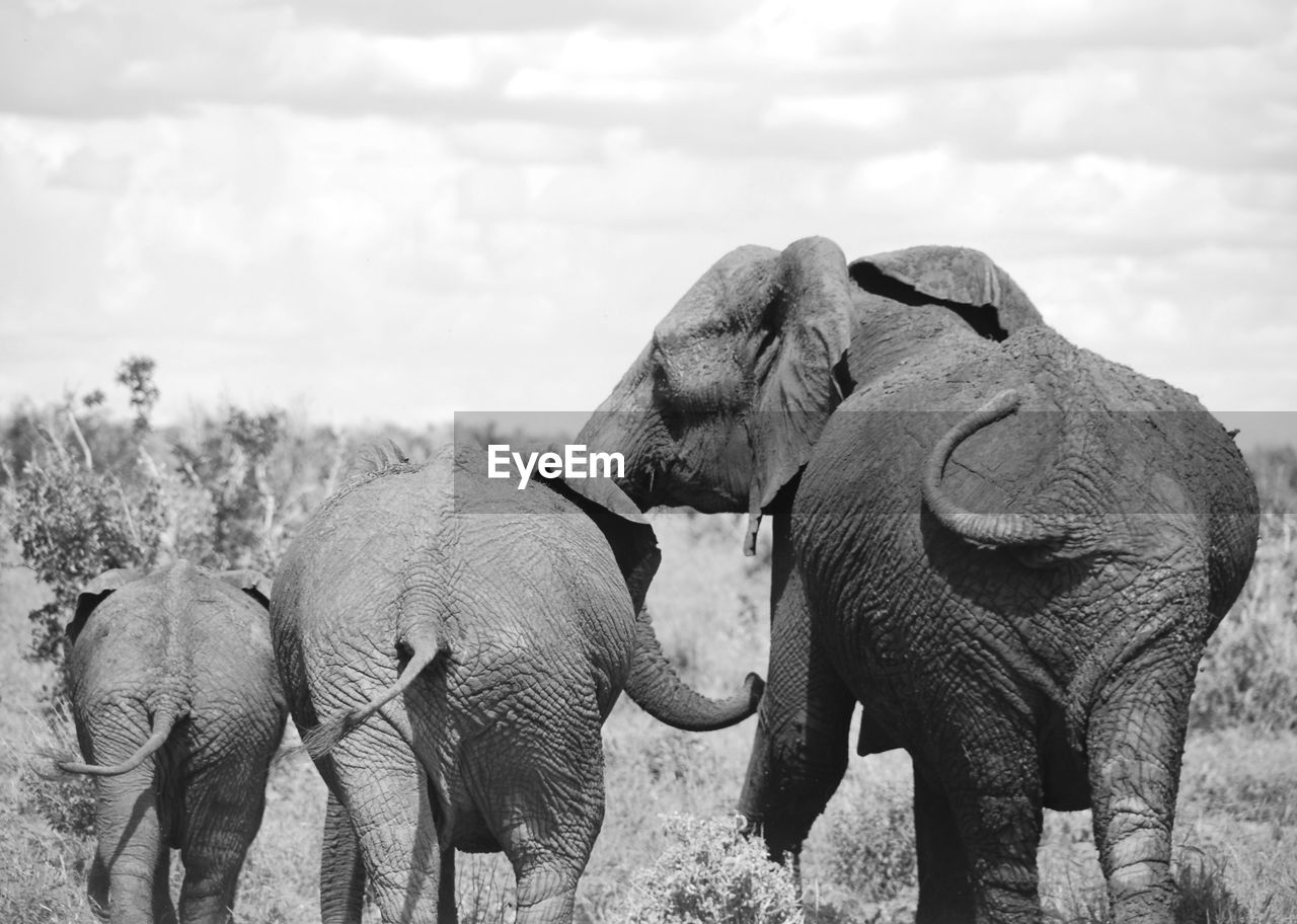Rear view of african elephant family against sky