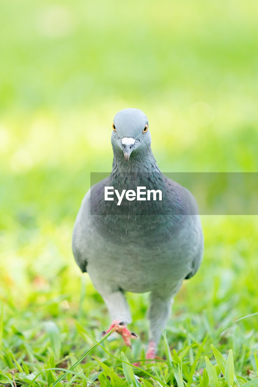 CLOSE-UP OF A BIRD PERCHING ON A FIELD