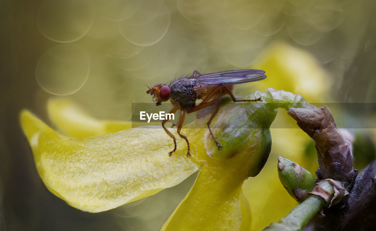 animal themes, animal wildlife, animal, insect, yellow, wildlife, macro photography, one animal, close-up, nature, flower, green, plant, macro, beauty in nature, focus on foreground, no people, outdoors, animal wing, animal body part, day, water, magnification, fragility, fly