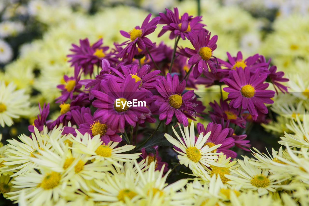 CLOSE-UP OF FRESH PURPLE FLOWERS BLOOMING OUTDOORS