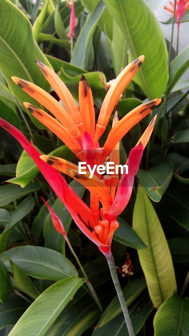 High angle view of orange flower blooming outdoors
