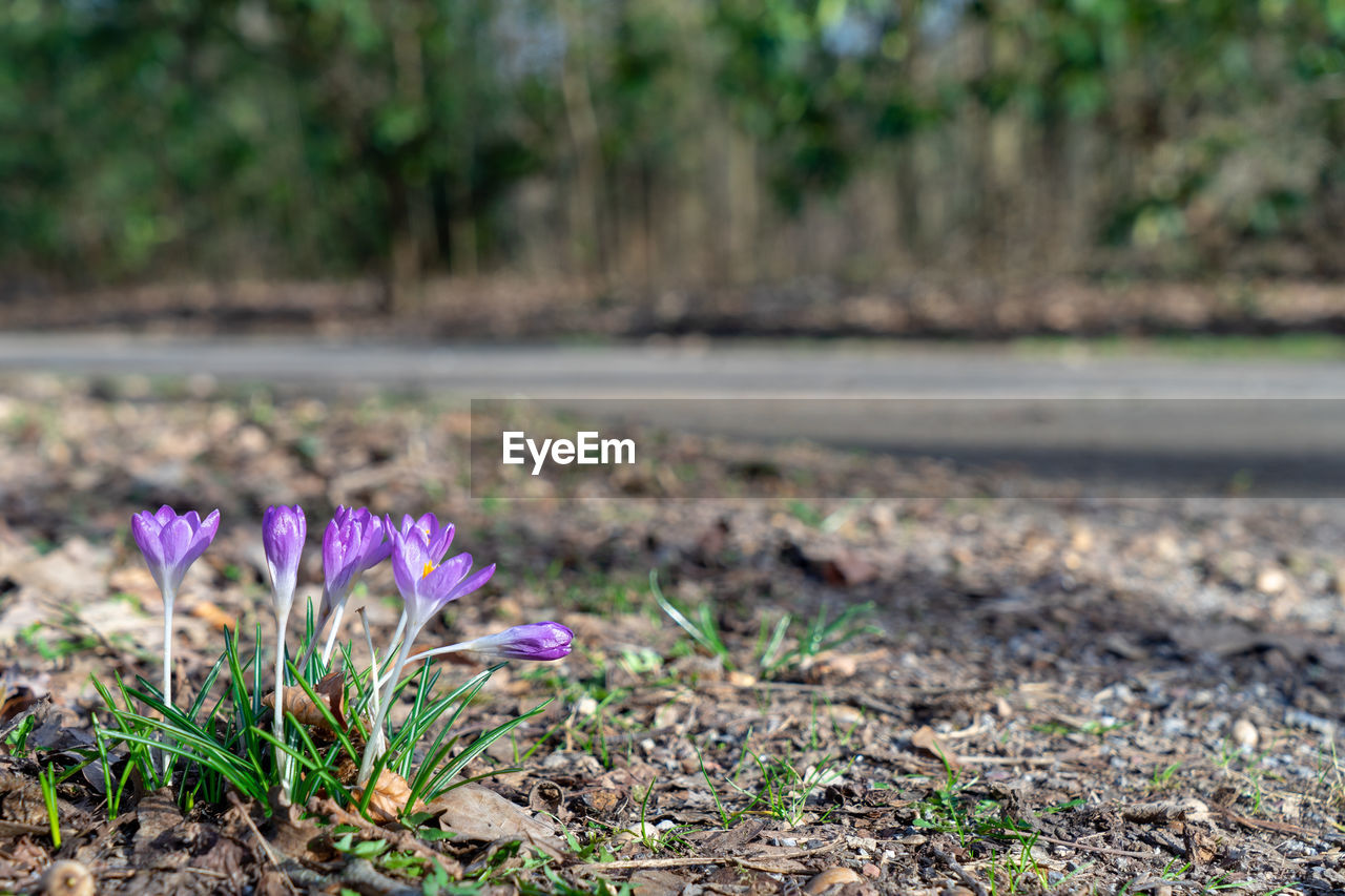 Close-up of purple crocus flowers on field