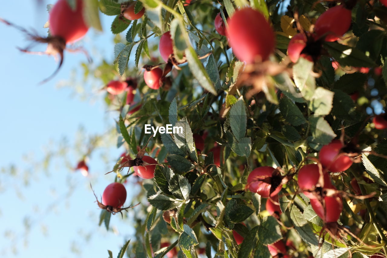 Close-up of red fruits growing on tree