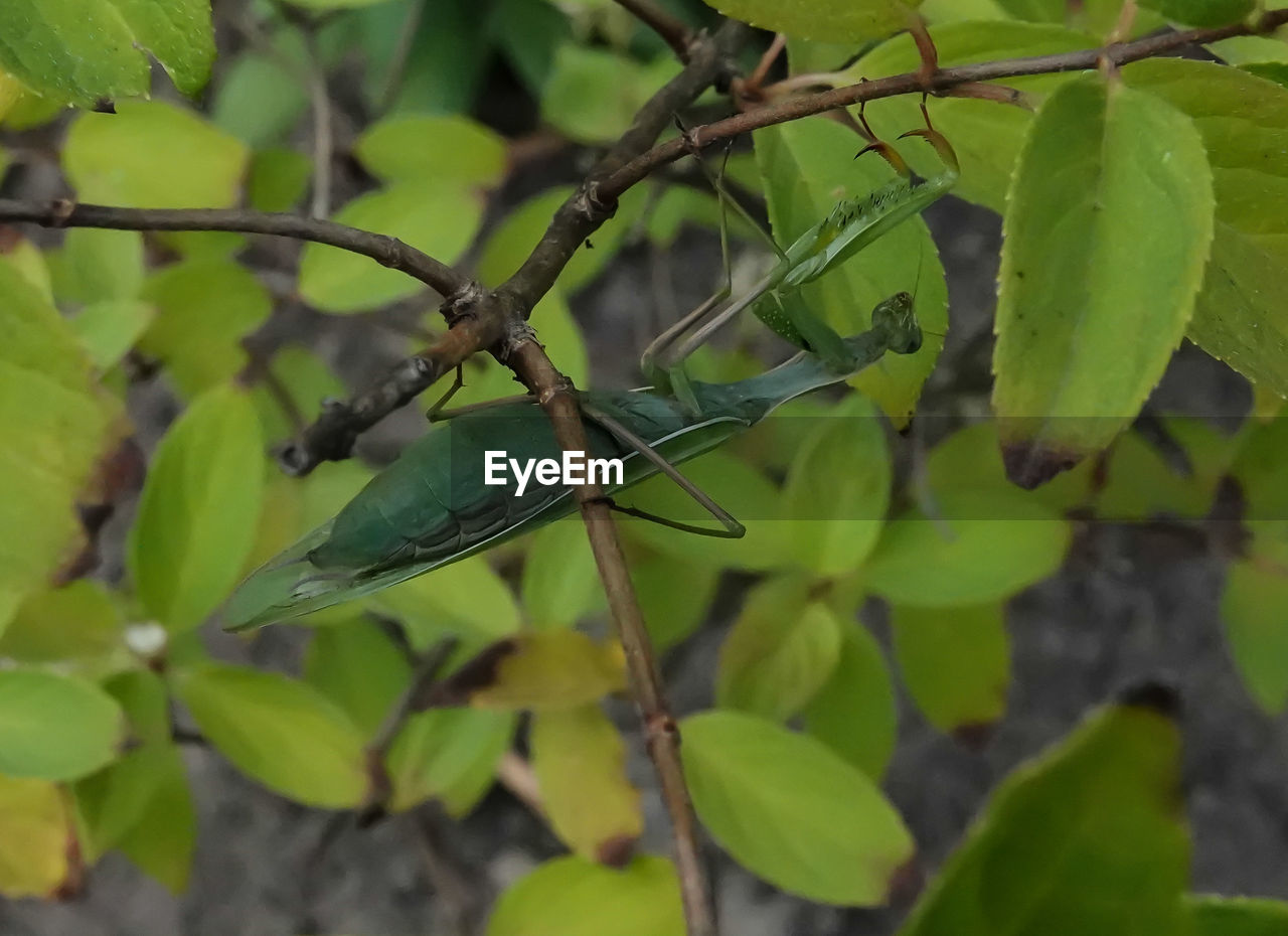 CLOSE-UP OF FRESH GREEN PLANT