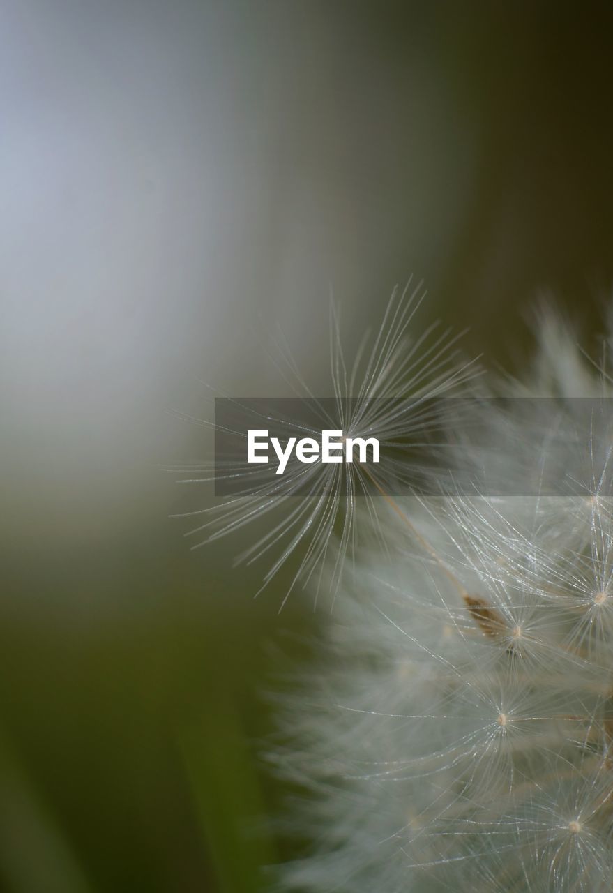 fragility, dandelion, plant, close-up, macro photography, nature, softness, green, flower, beauty in nature, freshness, grass, flowering plant, leaf, no people, dandelion seed, white, selective focus, growth, seed, day, plant stem, focus on foreground, outdoors, branch, lightweight, macro, sunlight, tranquility, simplicity, inflorescence, springtime, fluffy, botany