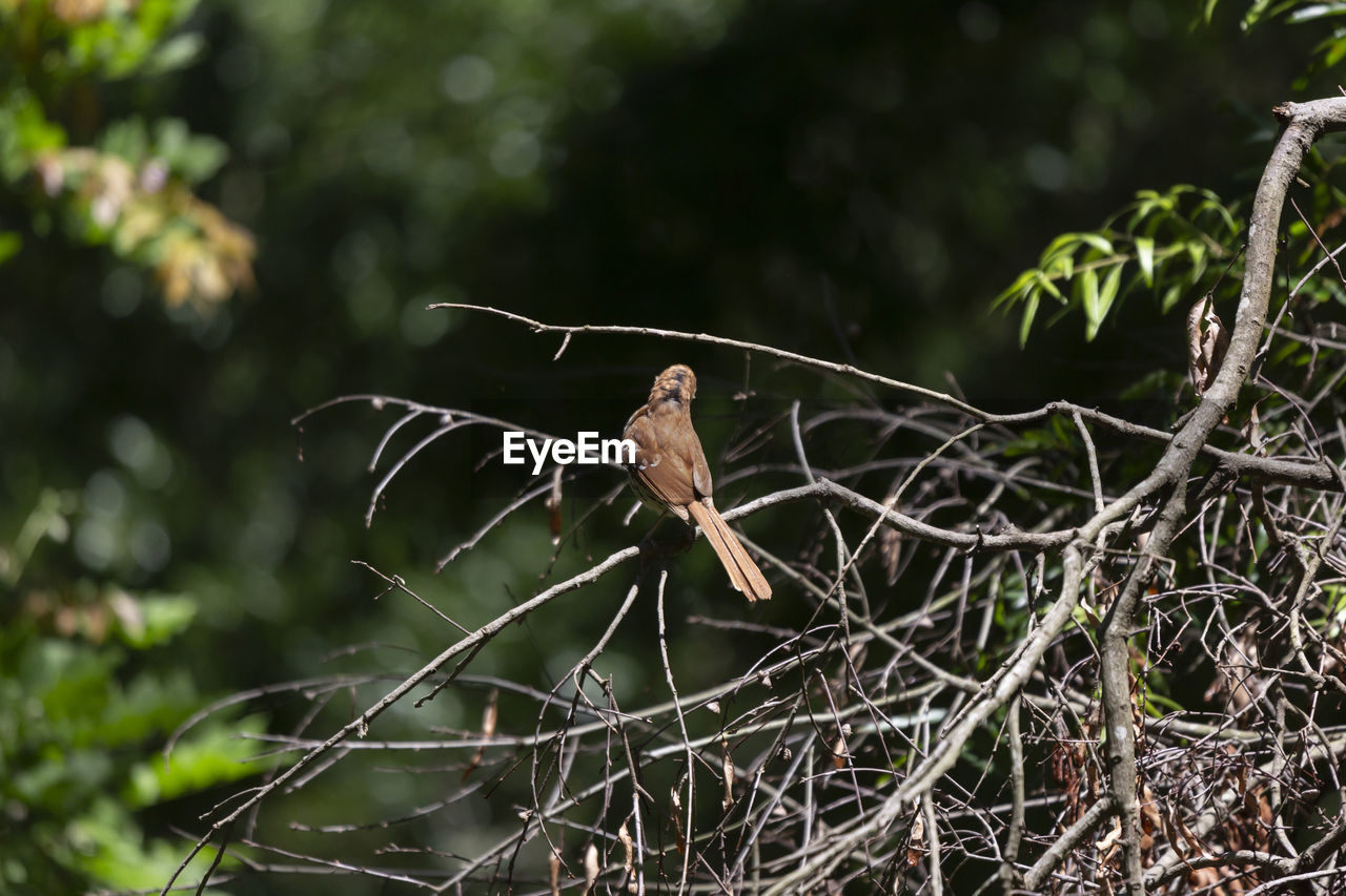 bird perching on branch