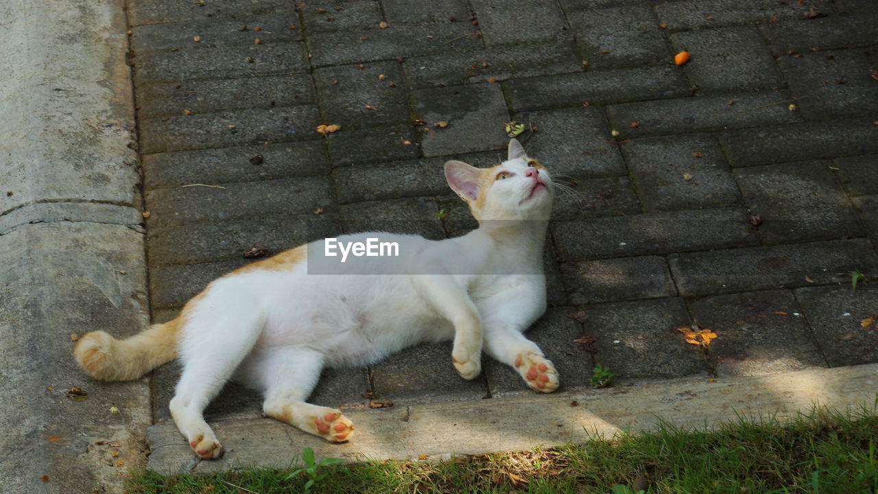 TWO CATS SITTING ON FOOTPATH