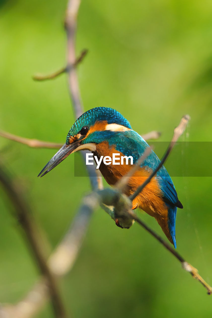 animal themes, animal, animal wildlife, bird, wildlife, one animal, nature, beak, branch, multi colored, kingfisher, no people, green, tree, beauty in nature, animal body part, perching, plant, focus on foreground, bee eater, close-up, outdoors, full length, tropical bird, rainforest, macro photography, forest, environment, day