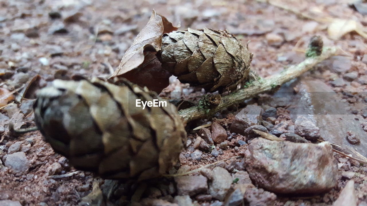 CLOSE-UP OF SNAKE ON LAND