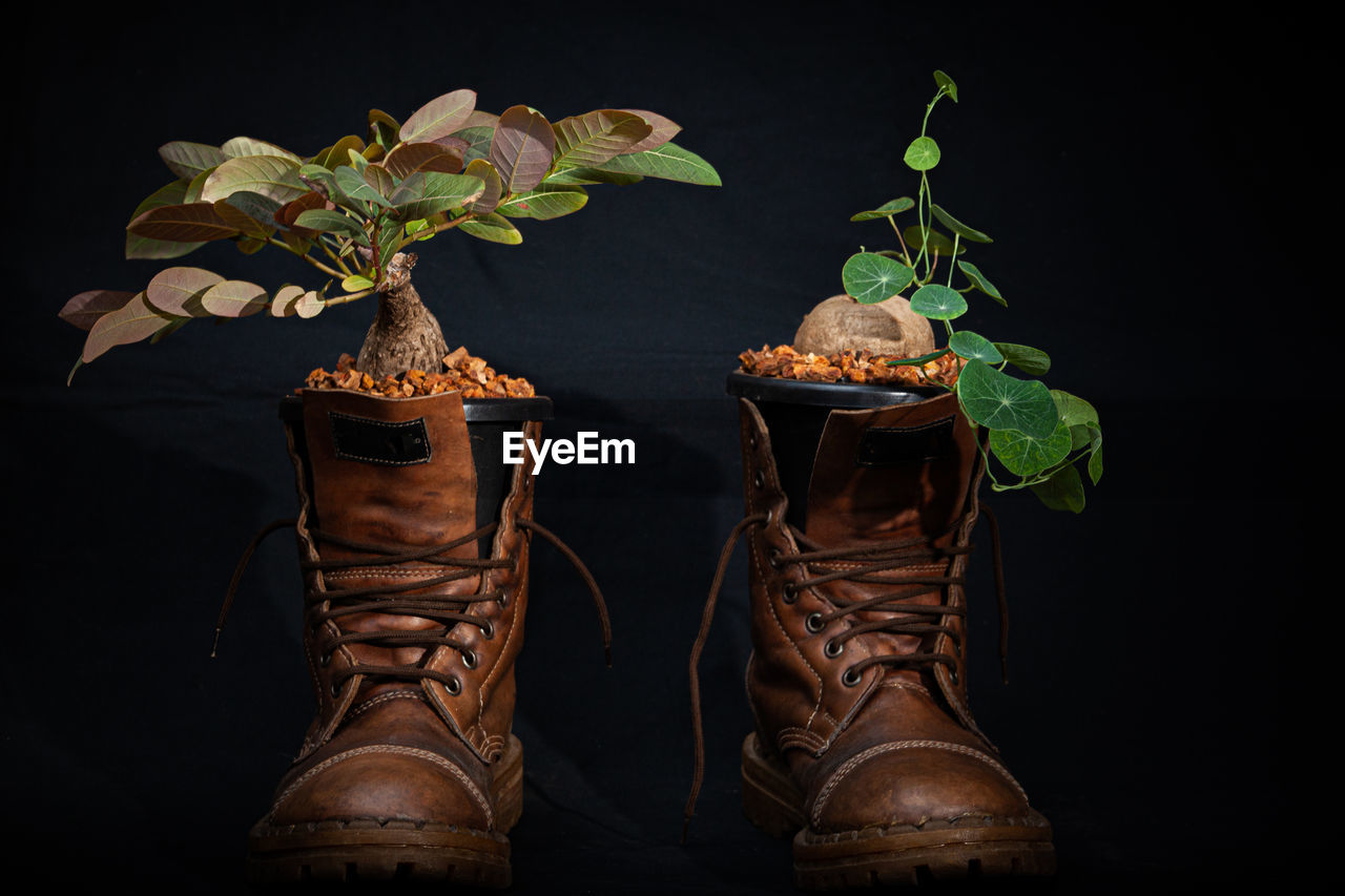 boot, black background, footwear, shoe, plant, leaf, studio shot, plant part, brown, indoors, nature, no people, food, still life photography, dark, food and drink, leather, growth