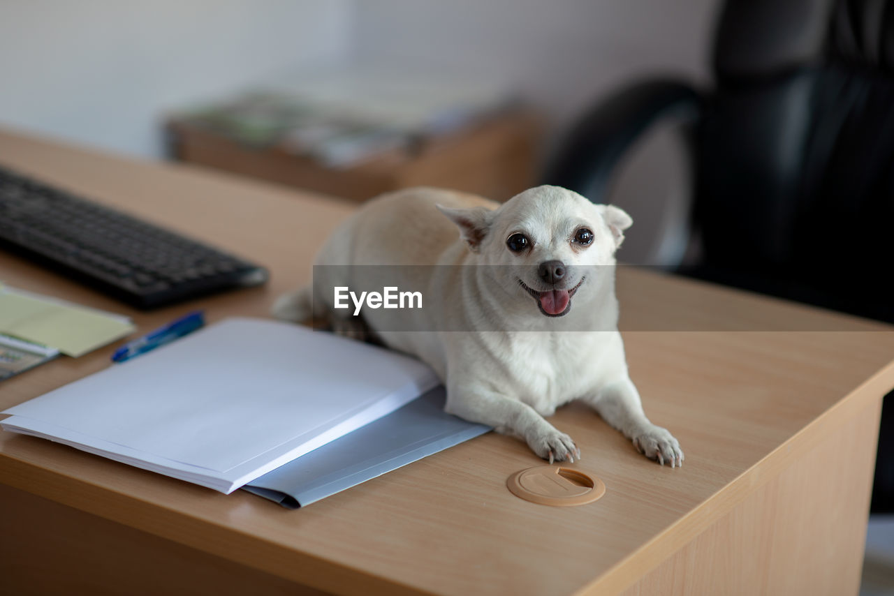 Portrait of little dog sitting on table