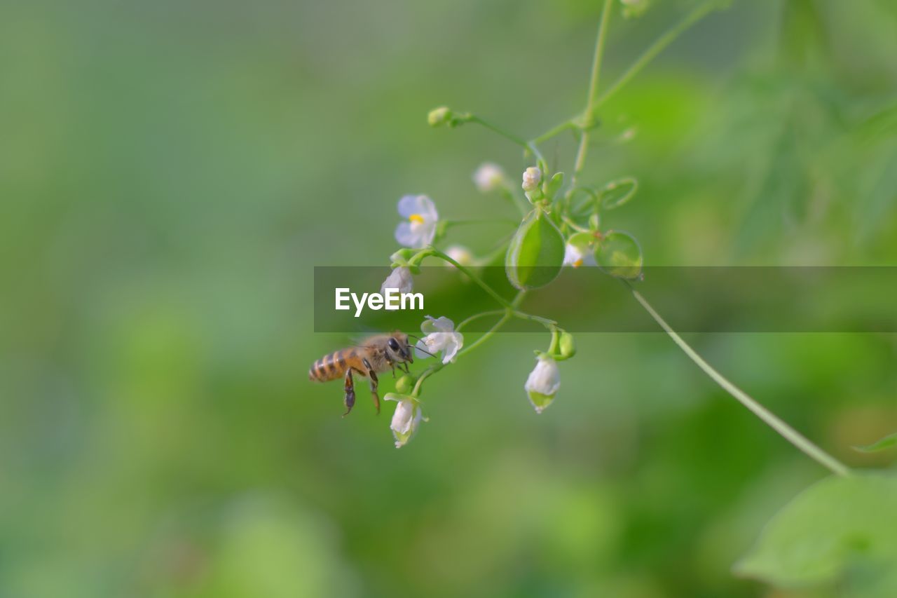 CLOSE-UP OF INSECT ON FLOWER PLANT