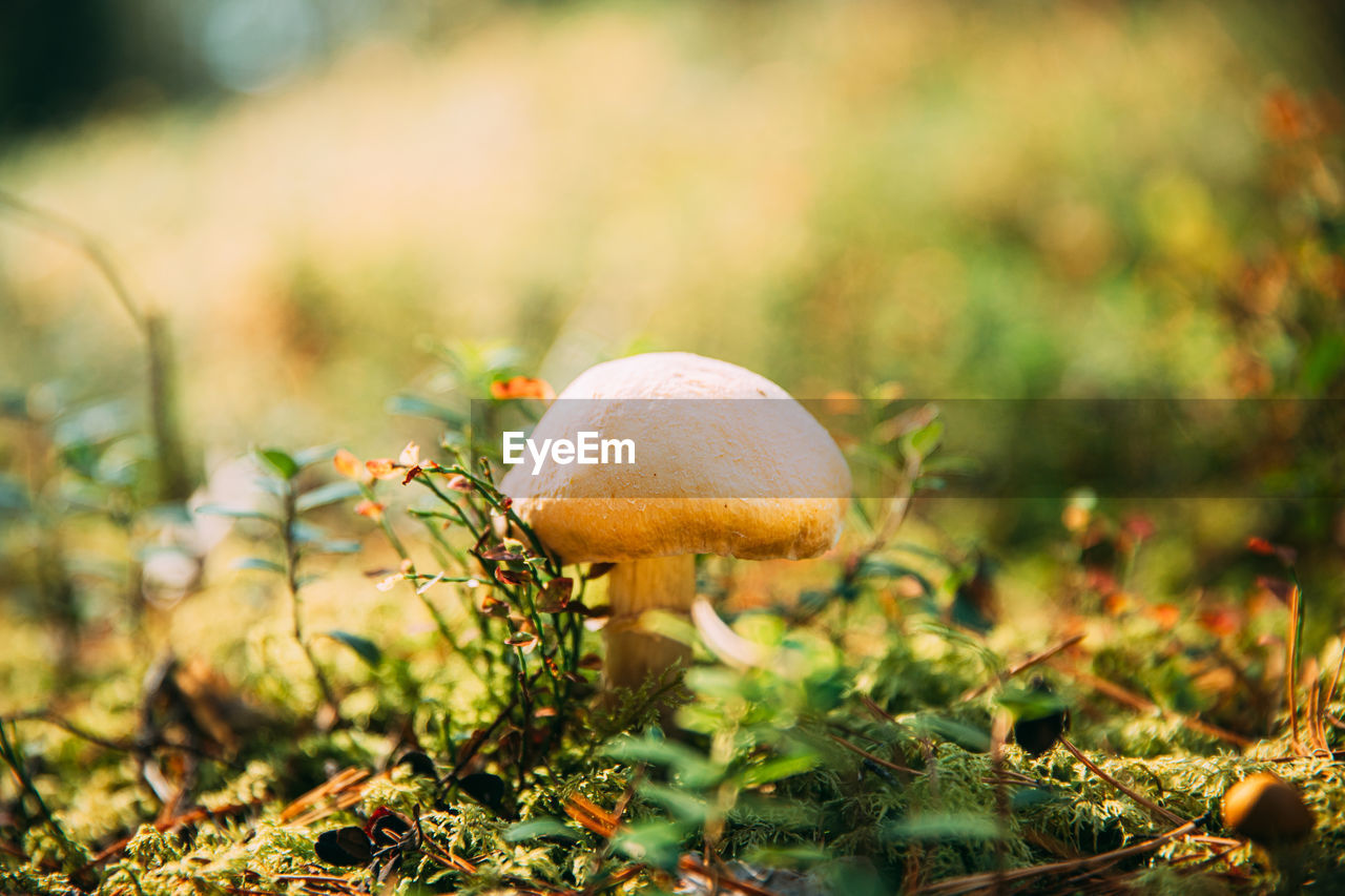 Close-up of mushroom growing on field