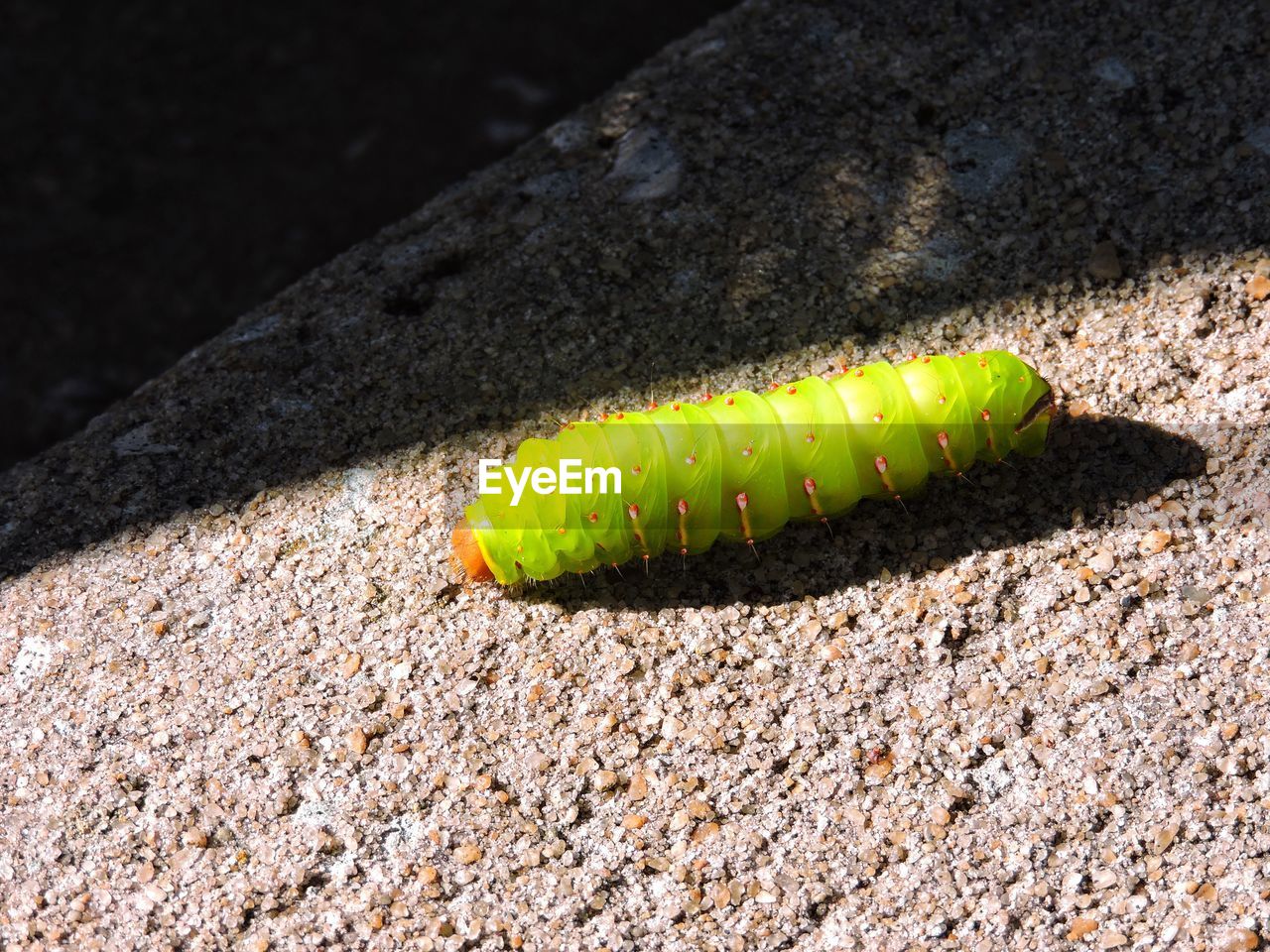 soil, caterpillar, insect, animal, yellow, no people, animal themes, moths and butterflies, nature, animal wildlife, macro photography, wildlife, one animal, green, day, close-up, larva, sunlight, outdoors, high angle view, textured, land