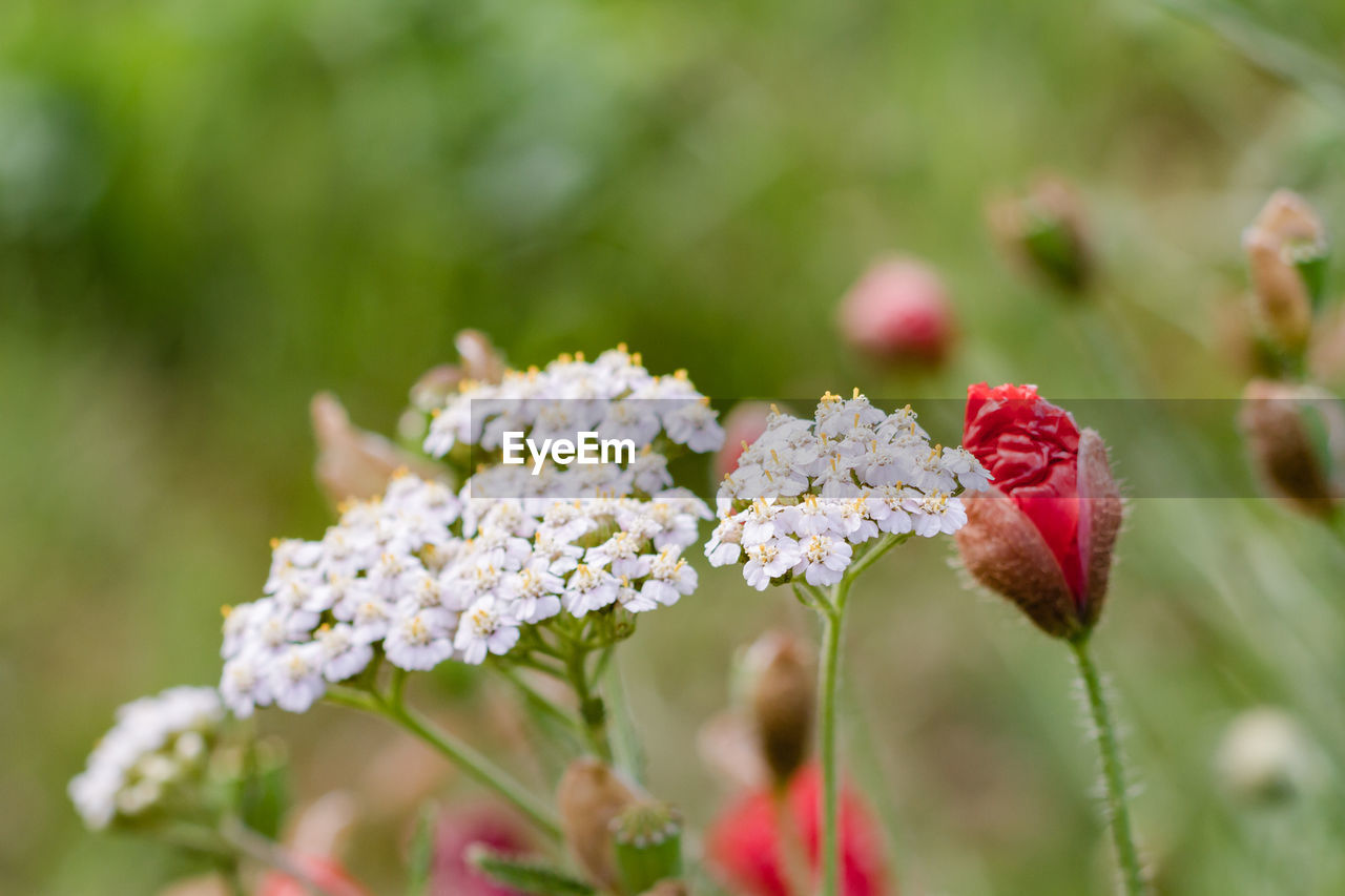 Close-up of white flowers and red bud on field