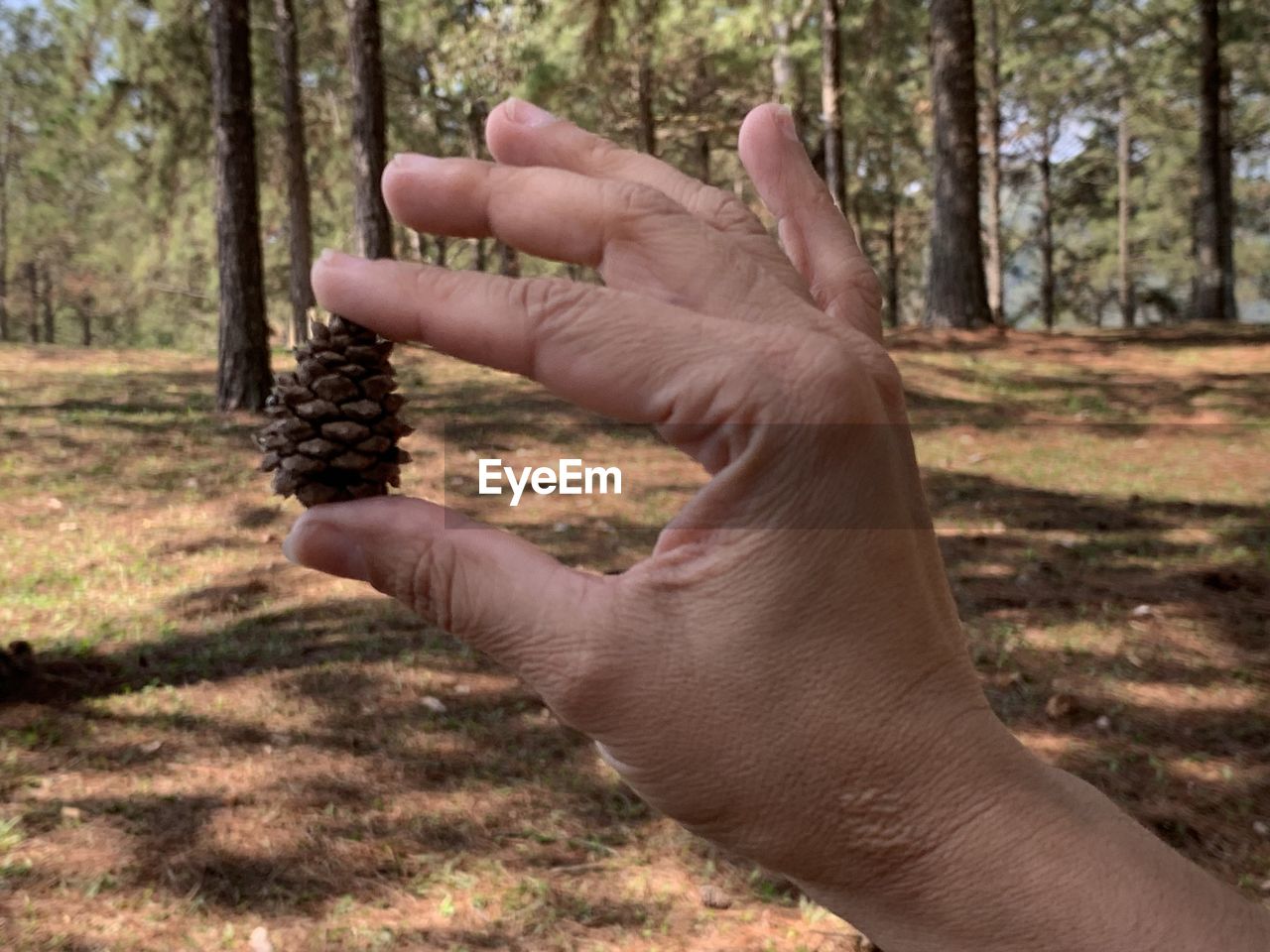 CROPPED IMAGE OF PERSON HAND AGAINST TREES