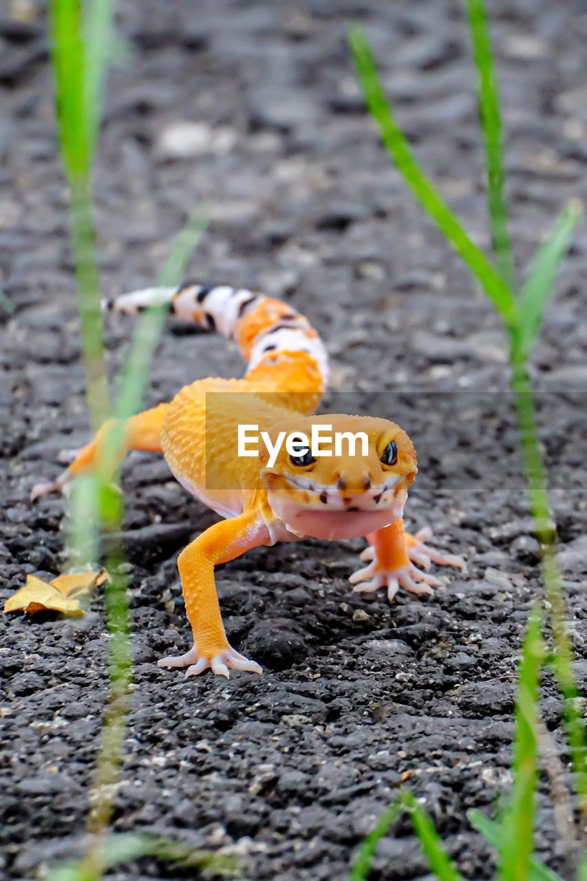 Close-up of yellow leopard gecko