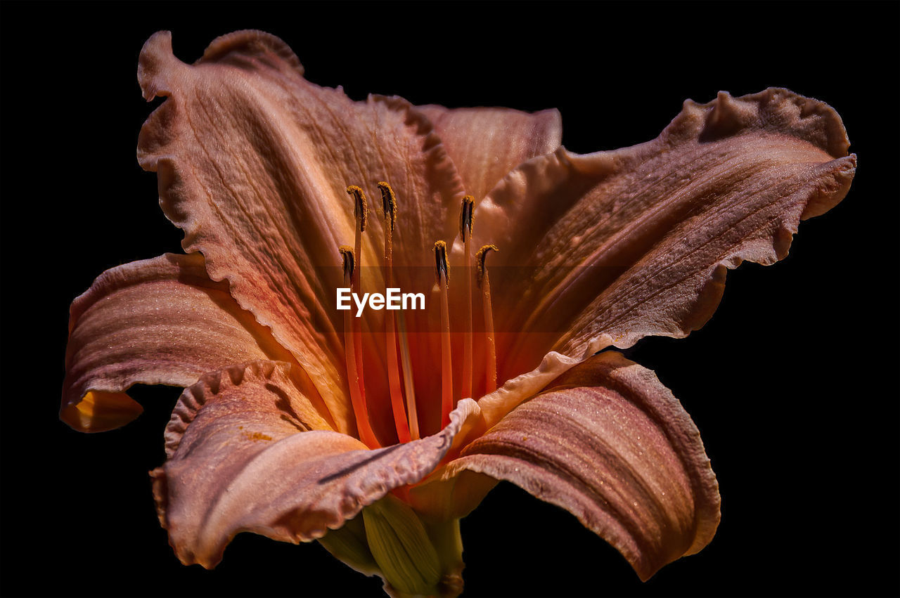 CLOSE-UP OF WILTED FLOWER IN BLACK BACKGROUND