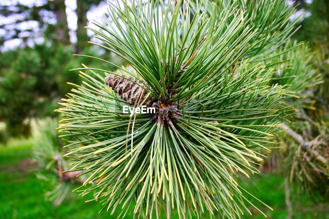 PINE CONE ON TREE