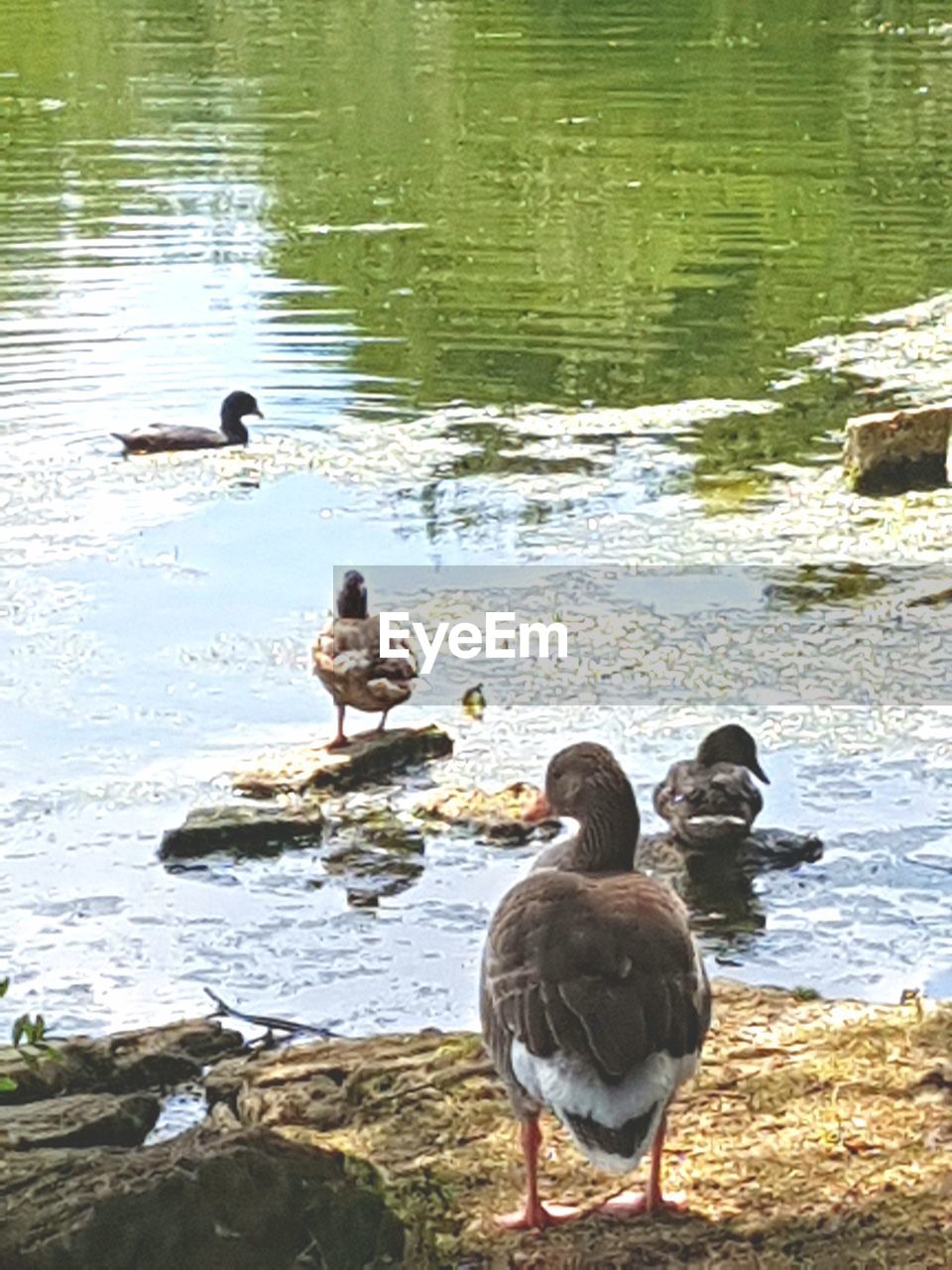 DUCKS SWIMMING ON LAKE