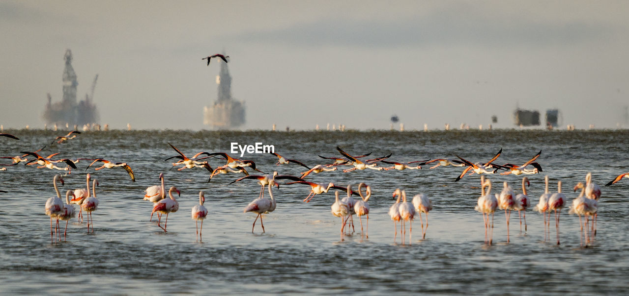 SEAGULLS IN LAKE