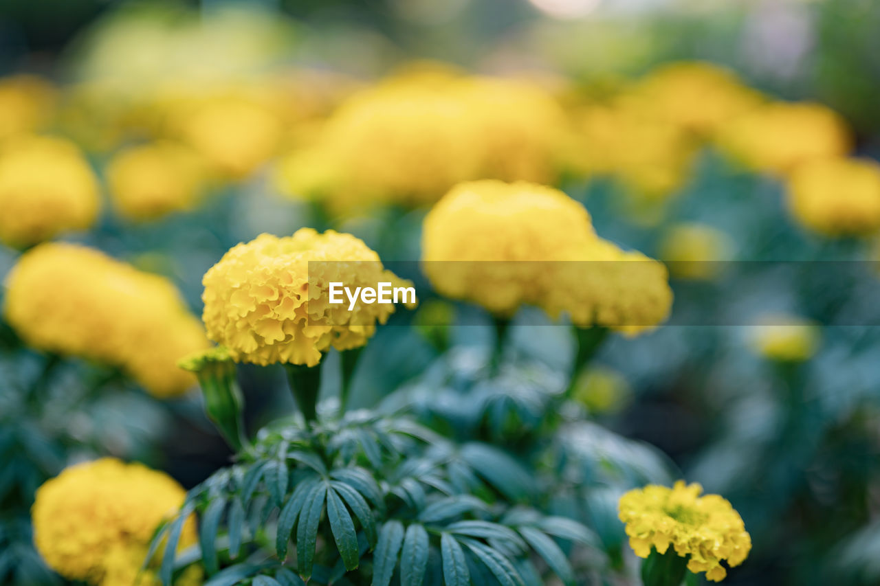 CLOSE-UP OF YELLOW FLOWERING PLANTS OUTDOORS